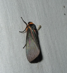 Macrobrochis splendens