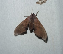 Marumba nympha