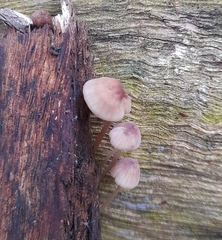 Mycena kuurkacea
