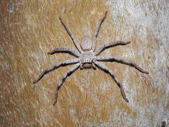 Isopedella conspersa