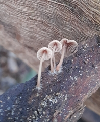 Mycena kuurkacea