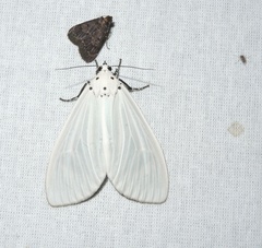 Neochera dominia