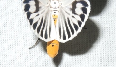 Neochera dominia