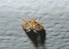 Nymphicula blandialis