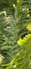 Matteuccia struthiopteris