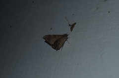 Oxyodes scrobiculata