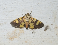 Pardomima