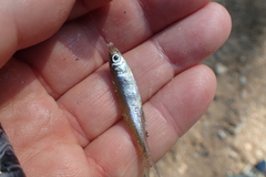 Leucaspius delineatus