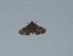 Piletocera sodalis