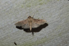 Pilocrocis