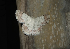 Pingasa ruginaria