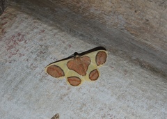 Plutodes pseudocyclaria