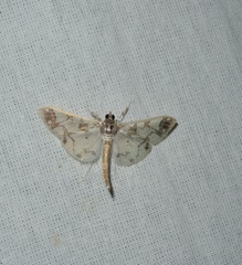 Polythlipta divaricata
