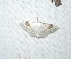 Problepsis deliaria