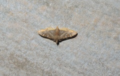 Prophantis adusta