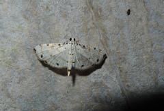 Pycnarmon cribrata