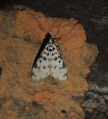 Sommeria marchalii