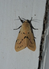 Spilarctia postrubida