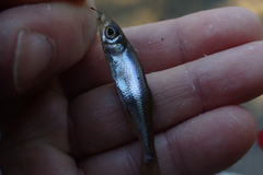 Leucaspius delineatus