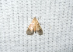 Syngamia latimarginalis