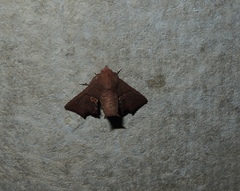 Targallodes vittalba