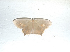 Thinopteryx nebulosa