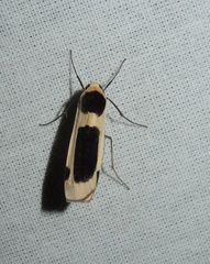 Thysanoptyx tetragona