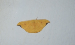 Tridrepana fulvata