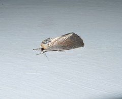 Westermannia argentea