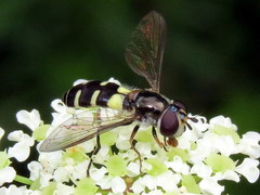Melangyna fisherii