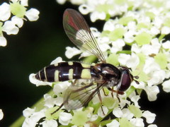 Melangyna fisherii