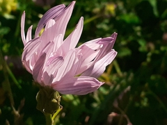 Scorzonera rosea