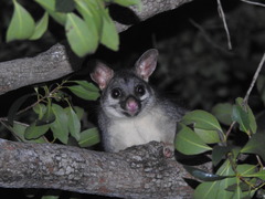 Trichosurus vulpecula arnhemensis