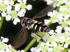 Melangyna fisherii