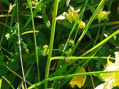 Scorzonera rosea