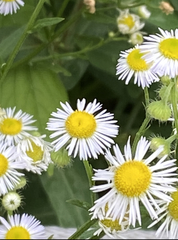 Erigeron strigosus strigosus