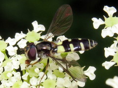 Melangyna fisherii