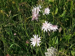 Scorzonera rosea