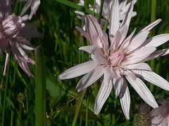 Scorzonera rosea