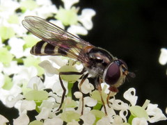 Melangyna fisherii