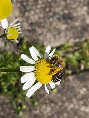 Colletes