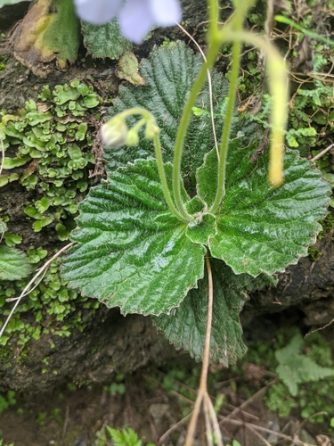 Dorcoceras hygrometricum, photograph 1