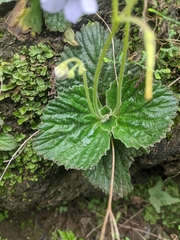 Dorcoceras hygrometricum