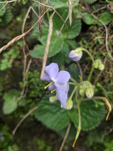 Dorcoceras hygrometricum, photograph 2
