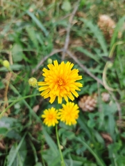 Scorzoneroides autumnalis