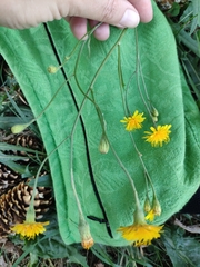 Scorzoneroides autumnalis