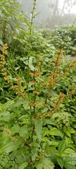 Rumex nepalensis