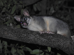 Trichosurus vulpecula arnhemensis