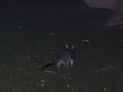 Trichosurus vulpecula arnhemensis