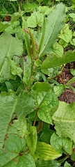 Rumex nepalensis